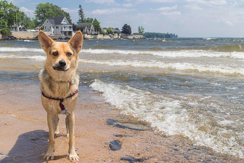 Illustration for article titled 39 *Scratchy Scratchy* Photos of Dogs